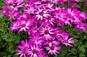 PERICALLIS SENETTI MAGENTA DELIGHT