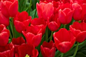 TULIPA KINGS BLOOD