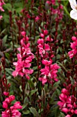 GAURA RUBY RUBY