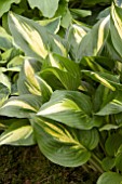 HOSTA AMERICAN SWEETHEART