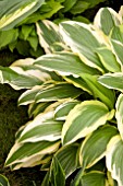 HOSTA BOLD RIBBONS