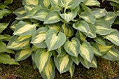 HOSTA FANTASY ISLAND