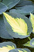 HOSTA FORBIDDEN FRUIT