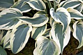 HOSTA GREAT ESCAPE