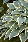 HOSTA LACY BELLE