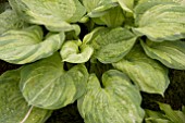 HOSTA PISTACHE