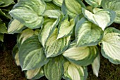 HOSTA GHOST SPIRIT