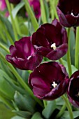 TULIPA CAFE NOIR