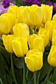 TULIPA STRONG GOLD