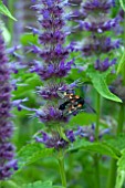 FIVE SPOTTED BURNET MOTH ON AGASTACHE FLOWERS