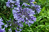 AGAPANTHUS SUPERSTAR