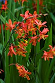 CROCOSMIA CARMINE BRILLIANT