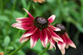 RUDBECKIA CHERRY BRANDY