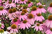 ECHINACEA MISTRAL