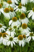 ECHINACEA POLAR BREEZE