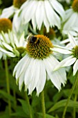 ECHINACEA POLAR BREEZE