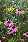 FOENICULUM VULGARE AND ECHINACEA RUBINSTERN