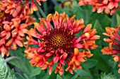 GAILLARDIA FANFARE BLAZE