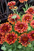 GAILLARDIA FANFARE BLAZE