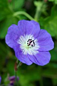 GERANIUM ROZANNE