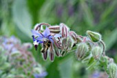 HONEY BEE ON BORAGE FLOWERS