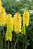 KNIPHOFIA SPANISH GOLD