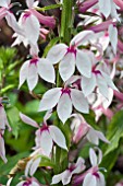 LOBELIA COMPTON PINK