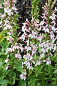 LOBELIA COMPTON PINK