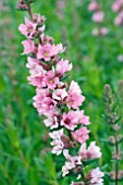 LYTHRUM SALICARIA BLUSH