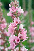 LYTHRUM SALICARIA BLUSH