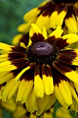 RUDBECKIA PEKING