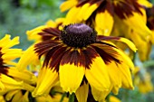 RUDBECKIA PEKING