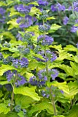 CARYOPTERIS HINT OF GOLD