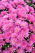 CHRYSANTHEMUM JAQUELINE PINK