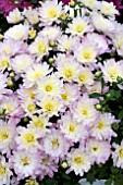 CHRYSANTHEMUM JAQUELINE WHITE