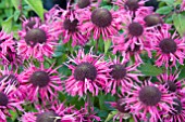 MONARDA PINK LACE