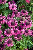 MONARDA PINK LACE