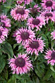 MONARDA SUGAR LACE