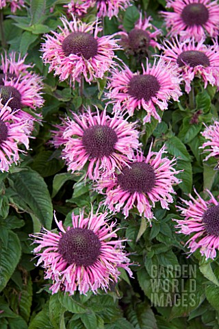 MONARDA_SUGAR_LACE