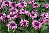 MONARDA SUGAR LACE