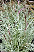 PENNISETUM SETACEUM SKY ROCKET