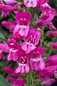 PENSTEMON RIDING HOOD HOT PINK