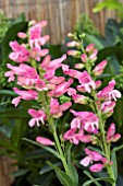 PENSTEMON RIDING HOOD MARBLE