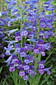 PENSTEMON RIDING HOOD BLUE