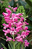 PENSTEMON RIDING HOOD LAVENDER