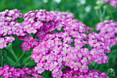 ACHILLEA PRETTY BELINDA