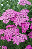 ACHILLEA PRETTY BELINDA