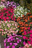 IMPATIENS SUNPATIENS MIXED