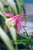 AQUILEGIA SPRING MAGIC ROSE AND IVORY