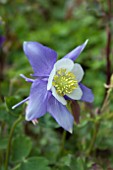 AQUILEGIA VIRGINIA